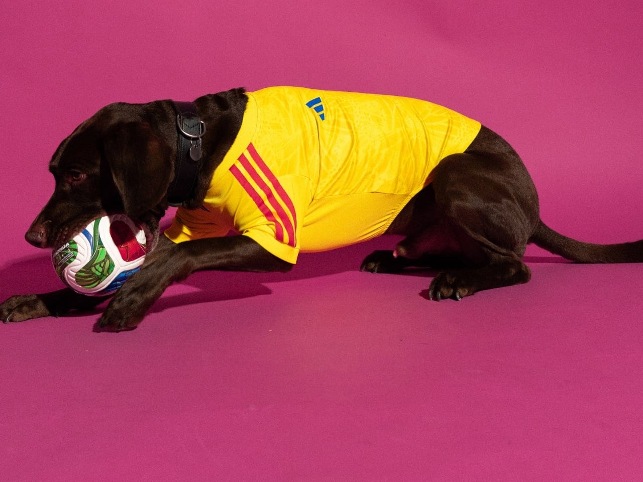 Anjing mengenakan jersey Timnas Argentina edisi Piala Dunia dari Adidas