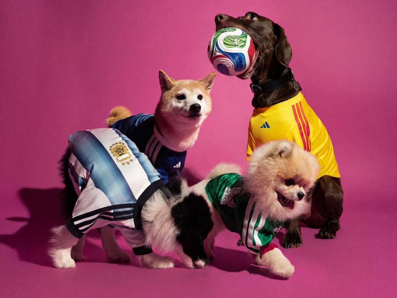 Jersey anjing Adidas edisi Timnas Argentina dengan corak putih-biru