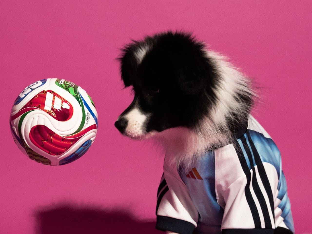 Jersey anjing Adidas edisi Timnas Jepang dengan corak biru khas Samurai Blue